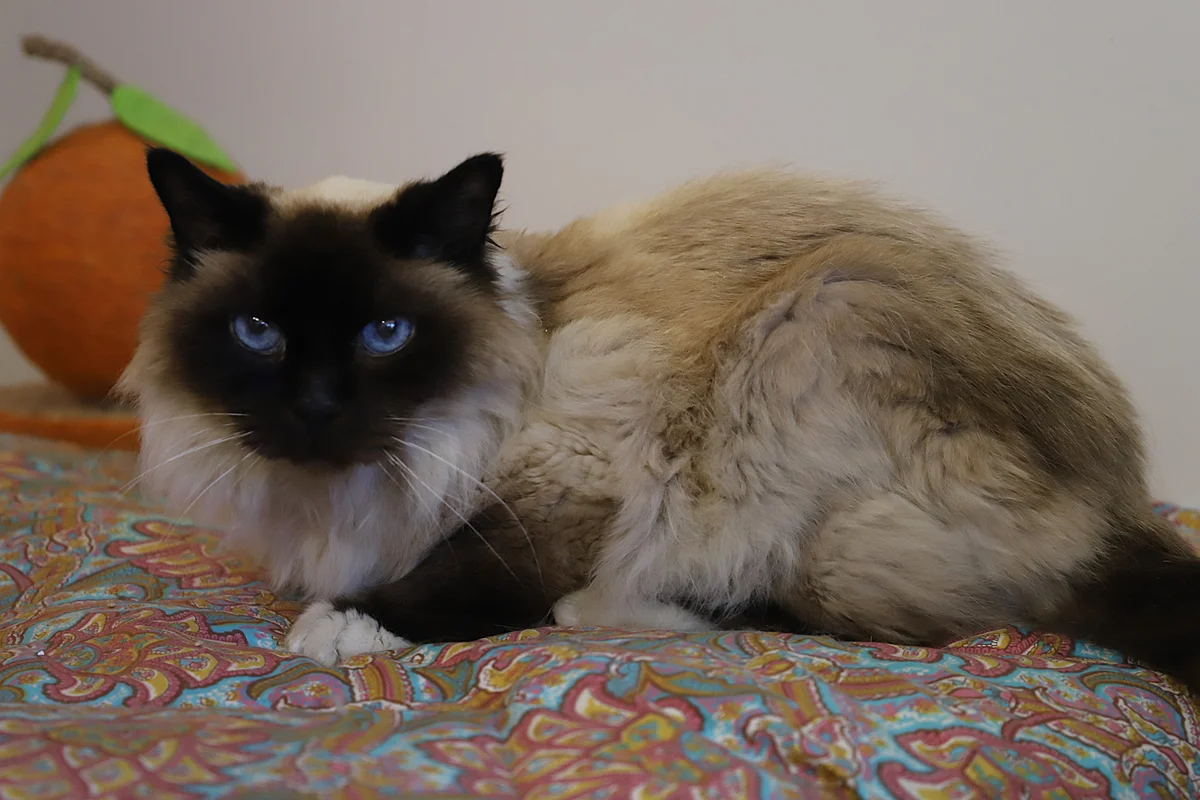 Birman
