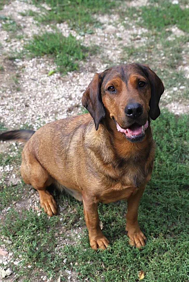 Basset Hound