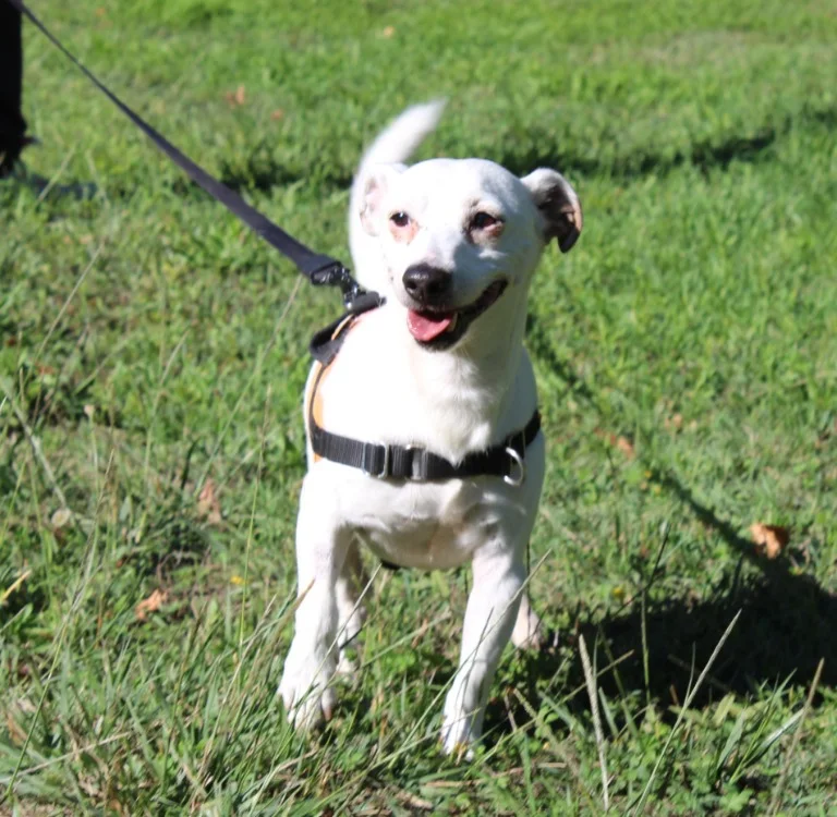 Jack Russell Terrier