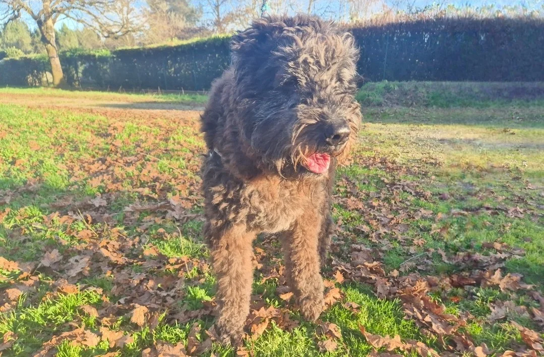 Bouvier des Flandres