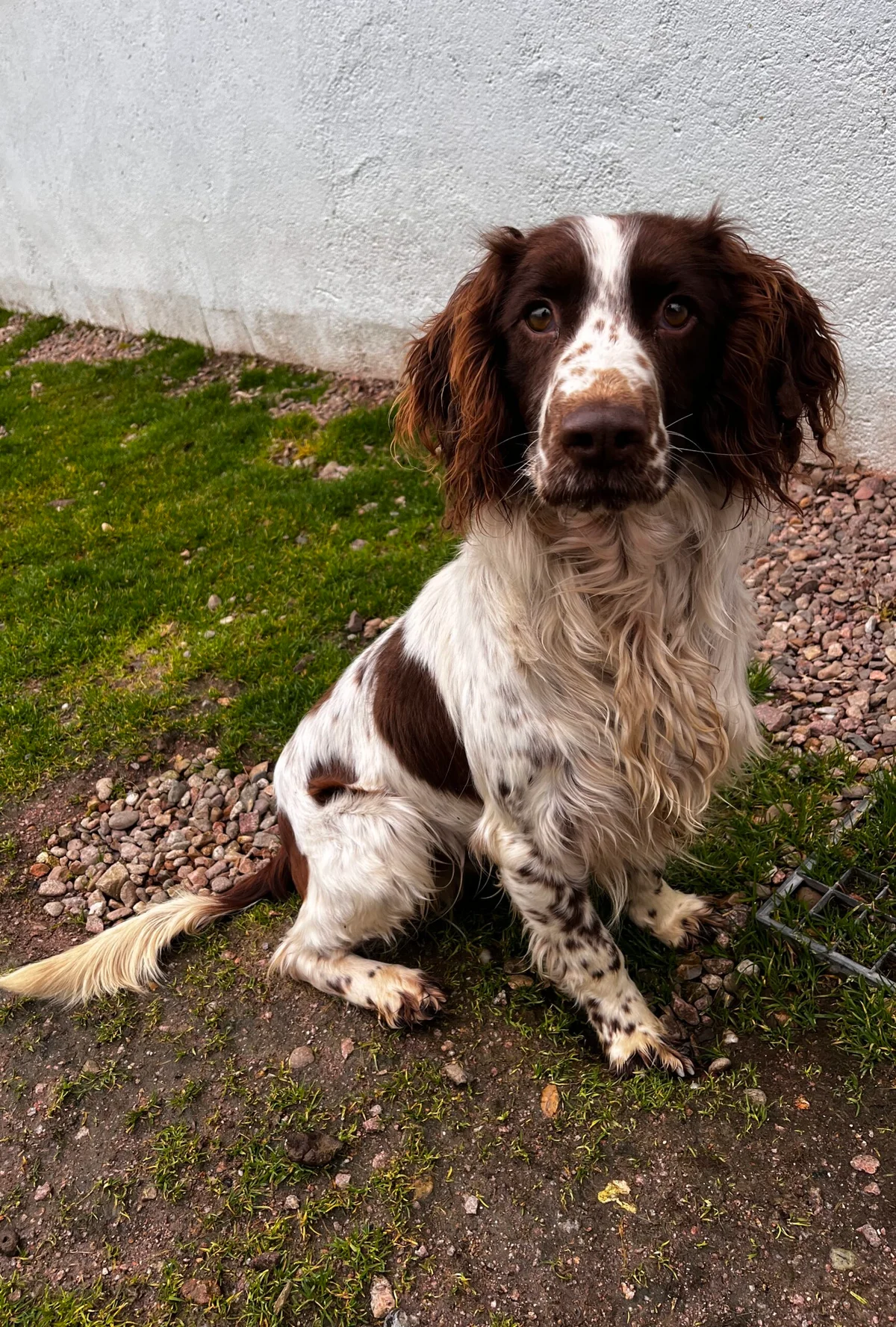 English Springer Spaniel