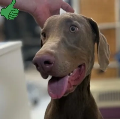 Weimaraner