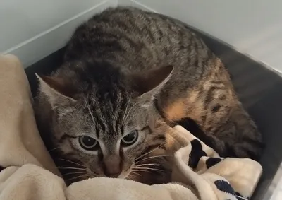 MAJESTY (réservé), adopted