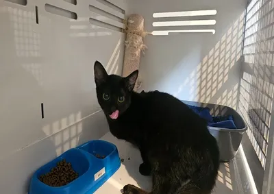 GRIZZLI (réservé), adopted