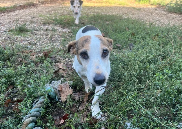 Jack Russell Terrier