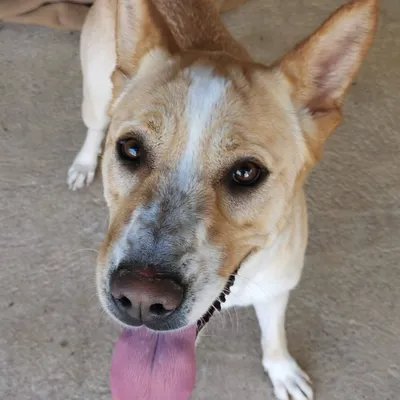 Sky, adopted