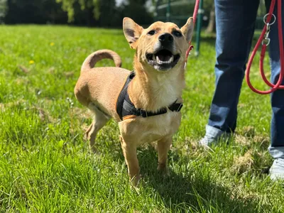 TAIKO (réservé), adopted