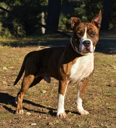 JACKSON  *  Sauvetage, adopted