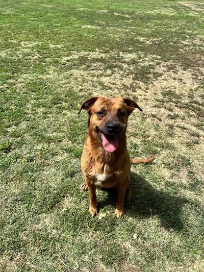 PACO *sauvetage*, adopted