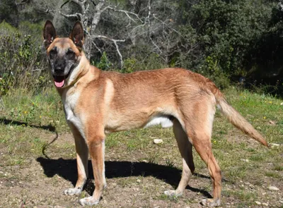 Harkos *Sauvetage*, adopted