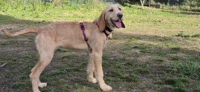 Nayaa *réservée*, adopted