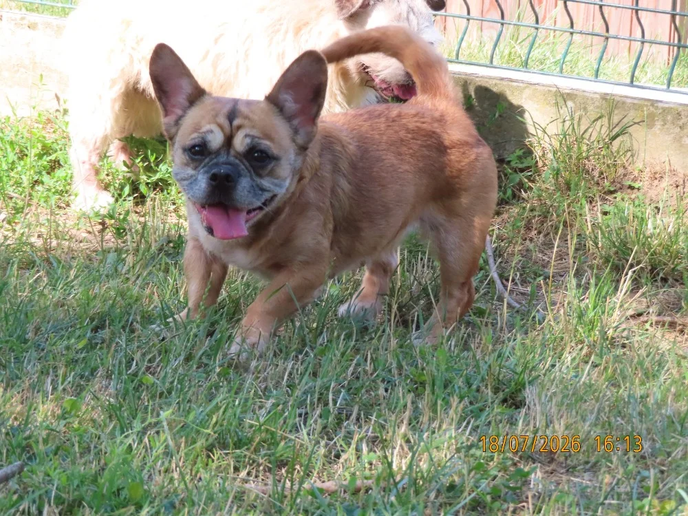 French Bulldog