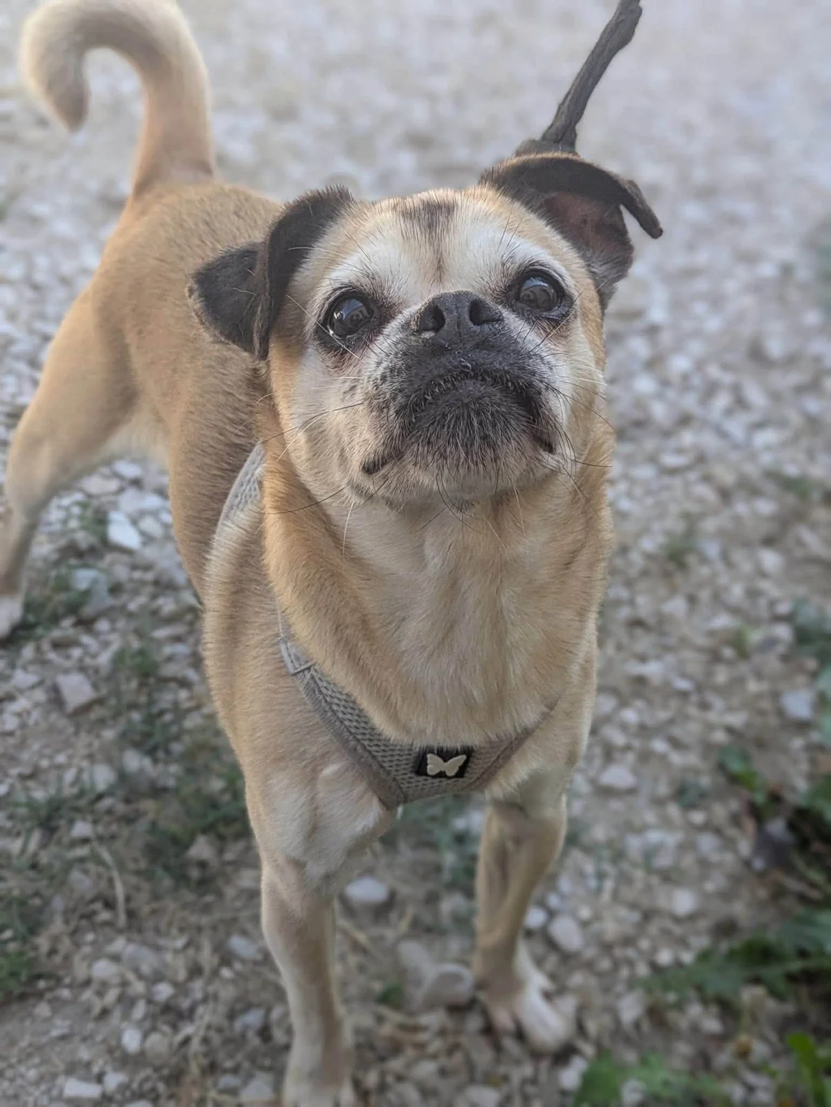 Pug