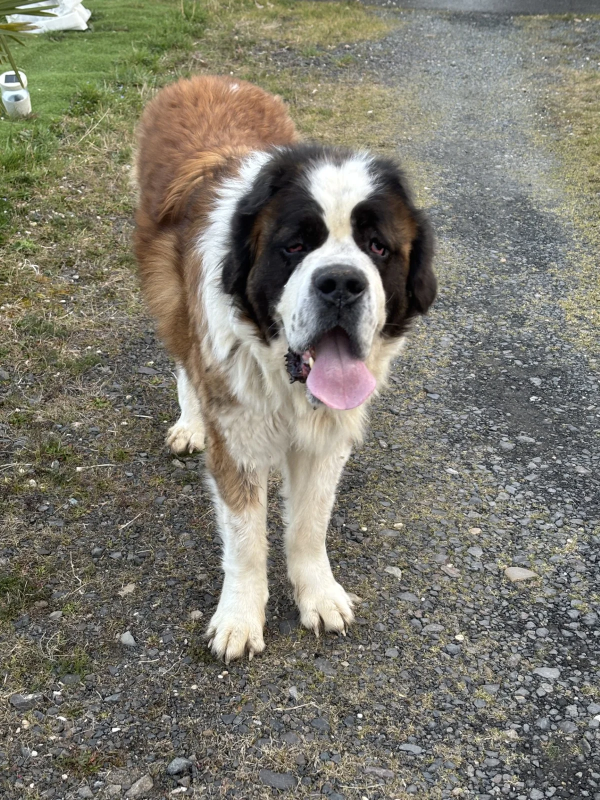 Saint Bernard