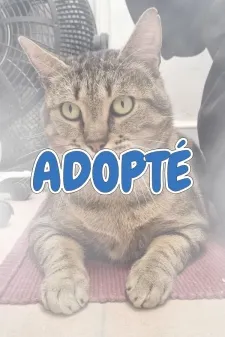 Alvin, adopted
