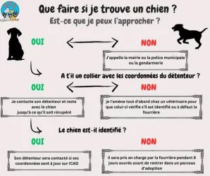Vous avez trouvé un animal, adopted