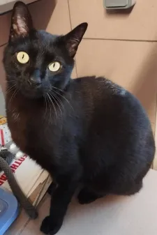 Charles, adopted