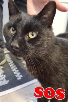 Clovis, adopted