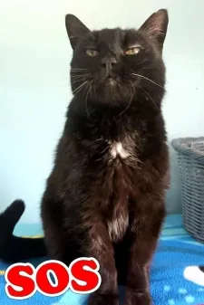 Libellule, adopted