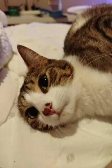 Rosette, adopted