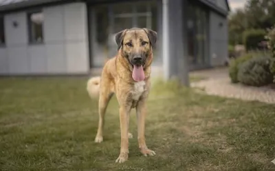 Simba, adopted