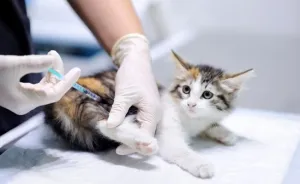 La vaccination animale, adopted