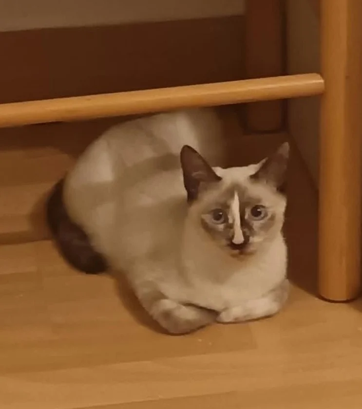 Siamese