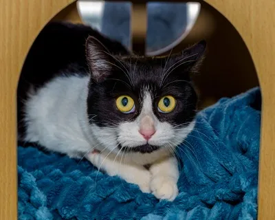 Duchesse, adopted