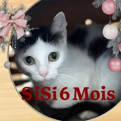 Sisi, adopted