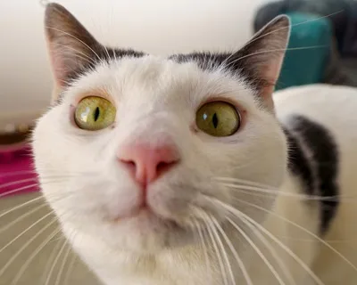 Orion, adopted