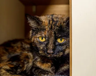 Lisou, adopted