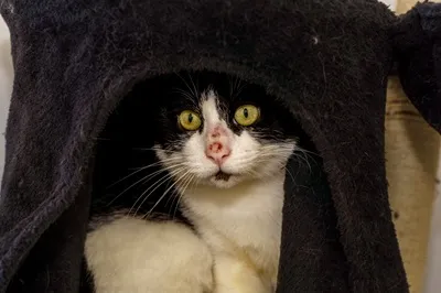 Berlioz, adopted
