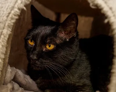 Barette, adopted