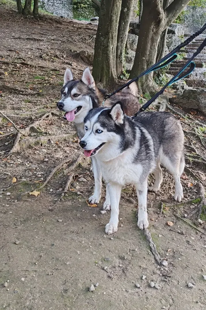 Pomsky