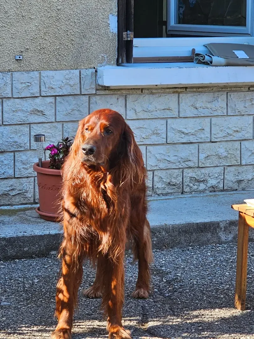 Irish Setter