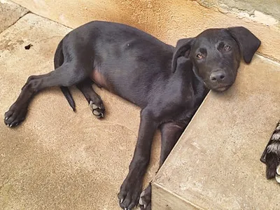 Bouba, adopted