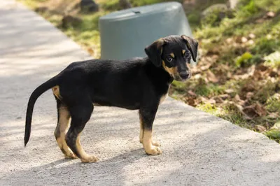 Brooklyn, adopted