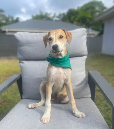 Caramela, adopted