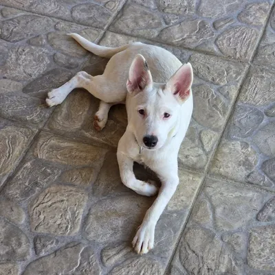 Lola, adopted