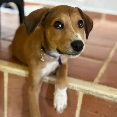 Nilo, adopted