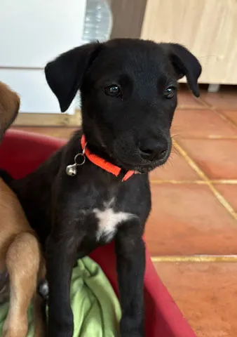 Pearl, adopted