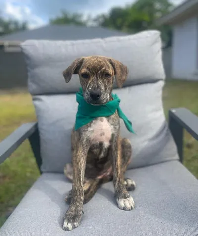 Pika, adopted