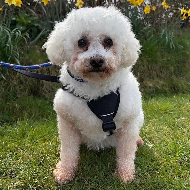 Bichon Frisé