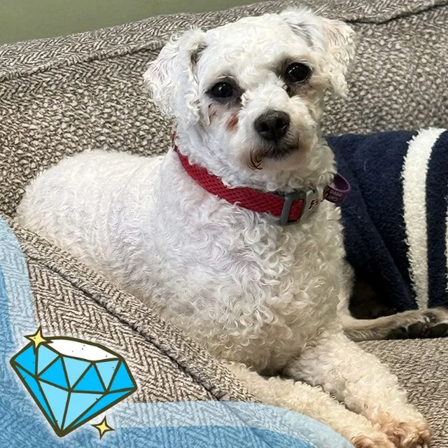 Bichon Frisé