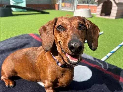 Vizsla