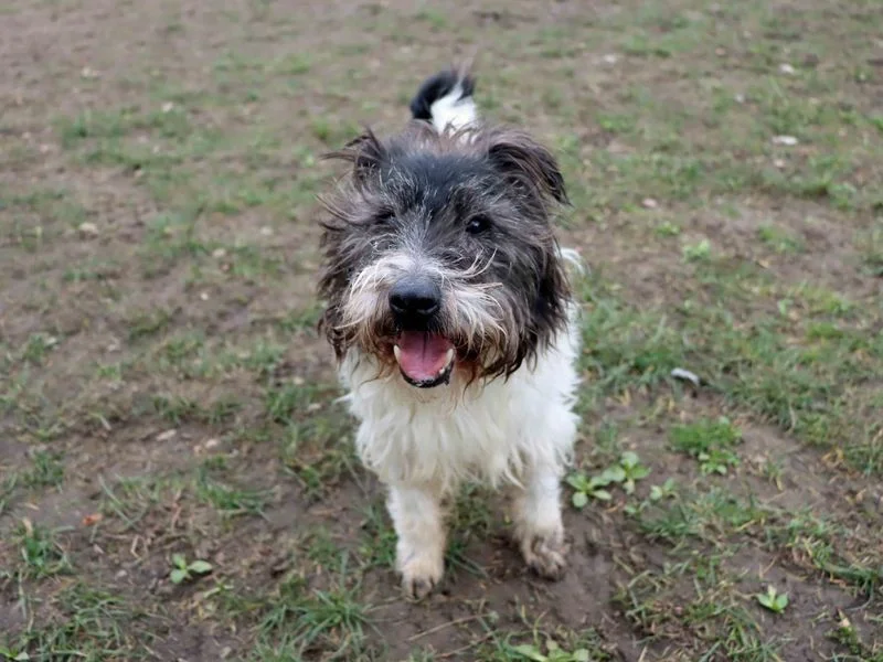 Cairn Terrier