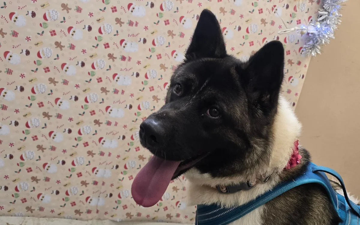 Akita