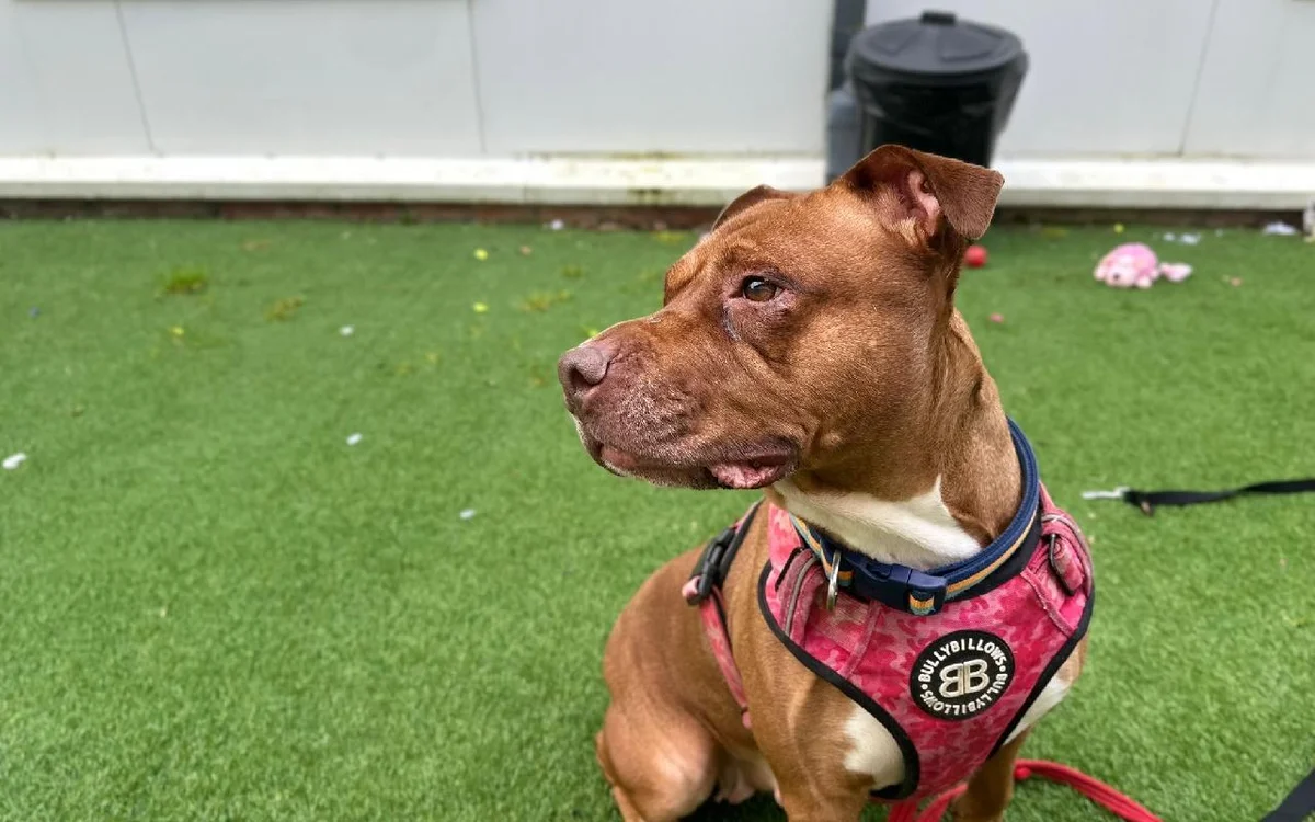 Staffordshire Bull Terrier