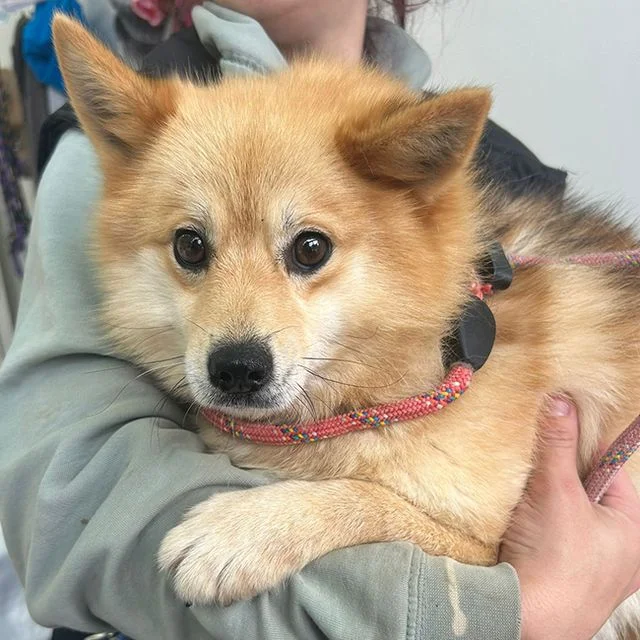 Pomsky