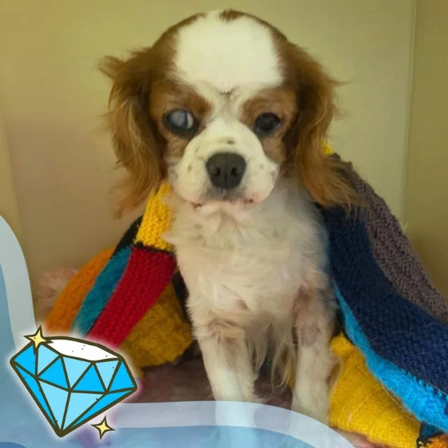 Cavalier King Charles Spaniel